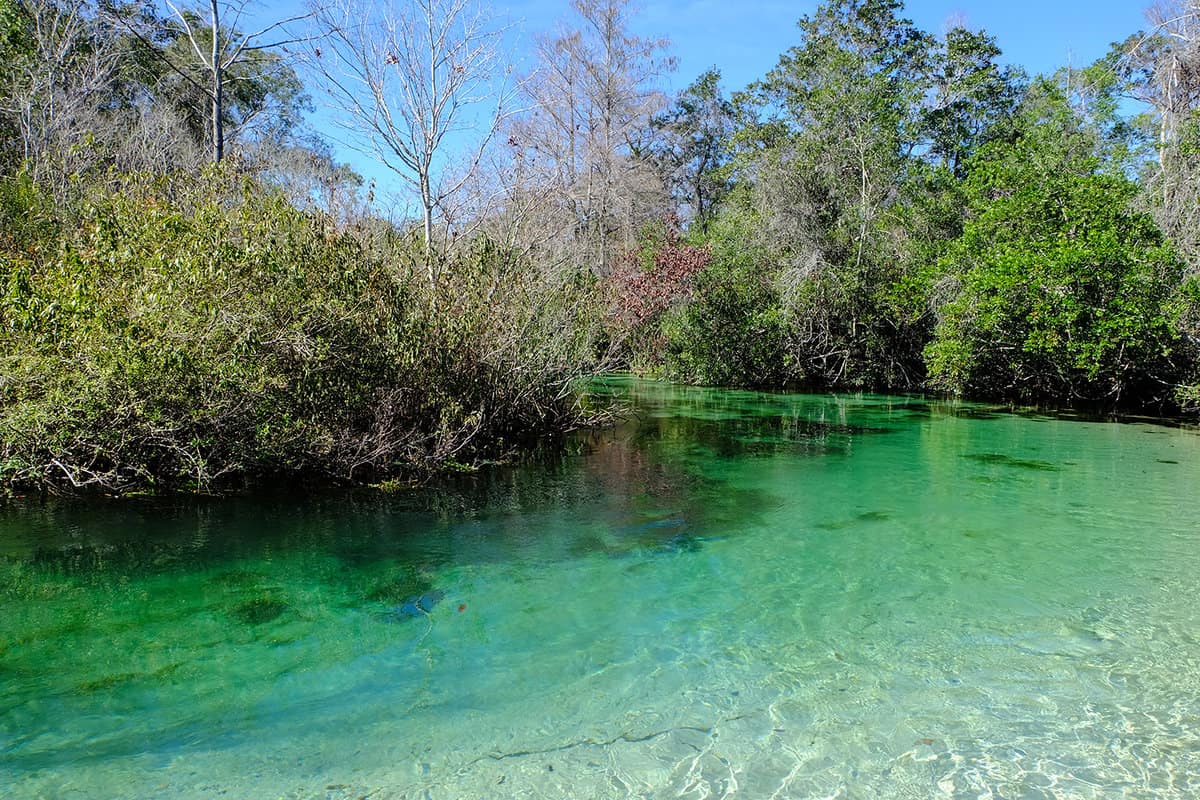 Kayaking Weeki Wachee Springs in Florida with clear water and manatees