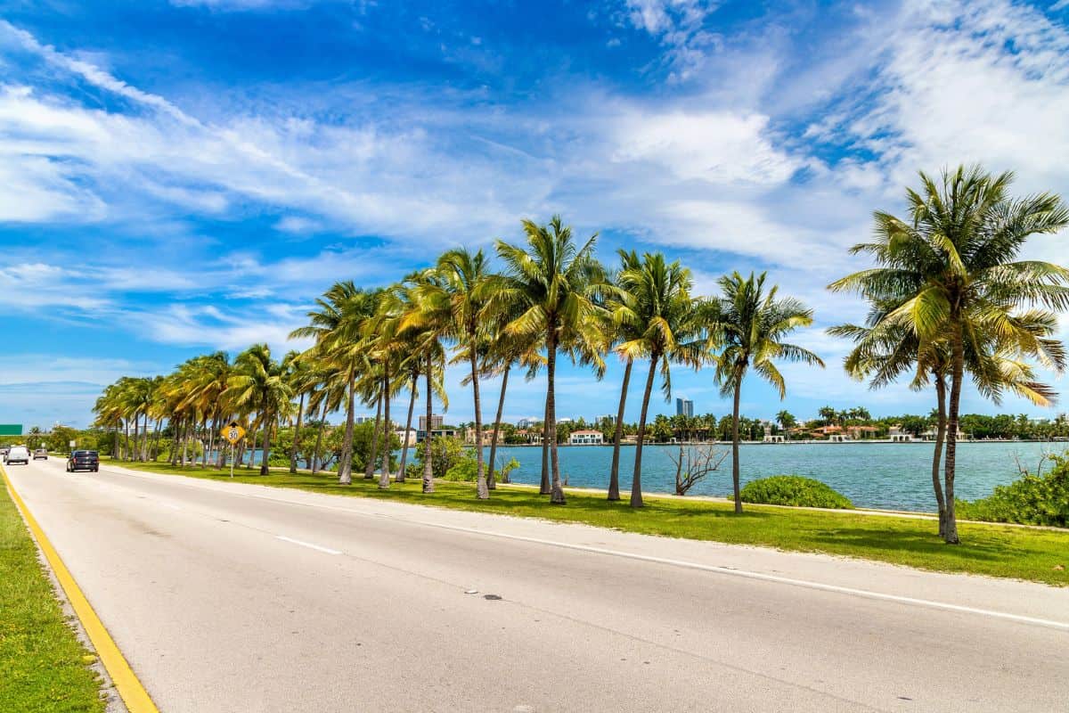 Palm trees and road in Miami Beach, Florida. - The Open Road Awaits: A Guide to the Best Road Trips in South Florida