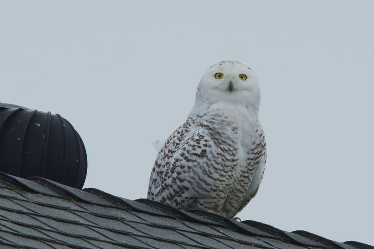 Rare snowy owl perched on a roof calmly staring toward camera, Spotted Owl in SoCal: Travelers Flock to See Snowy