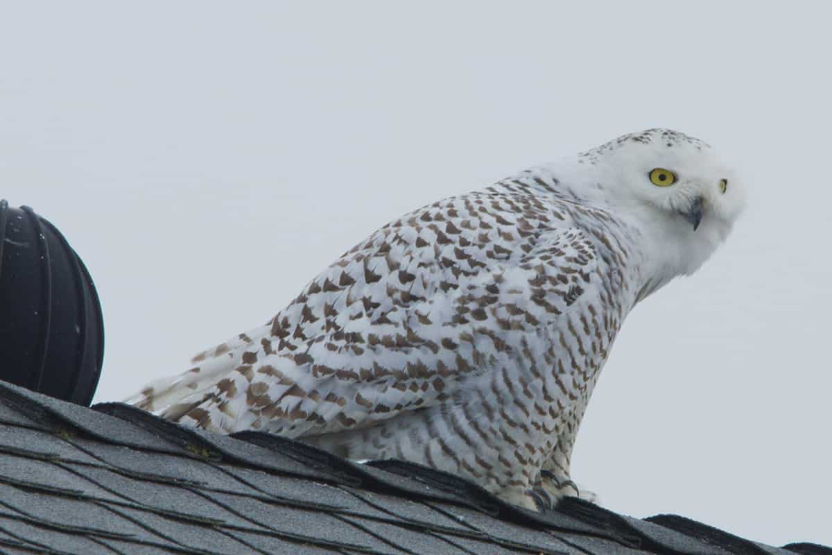 Rare snowy owl perched on a roof