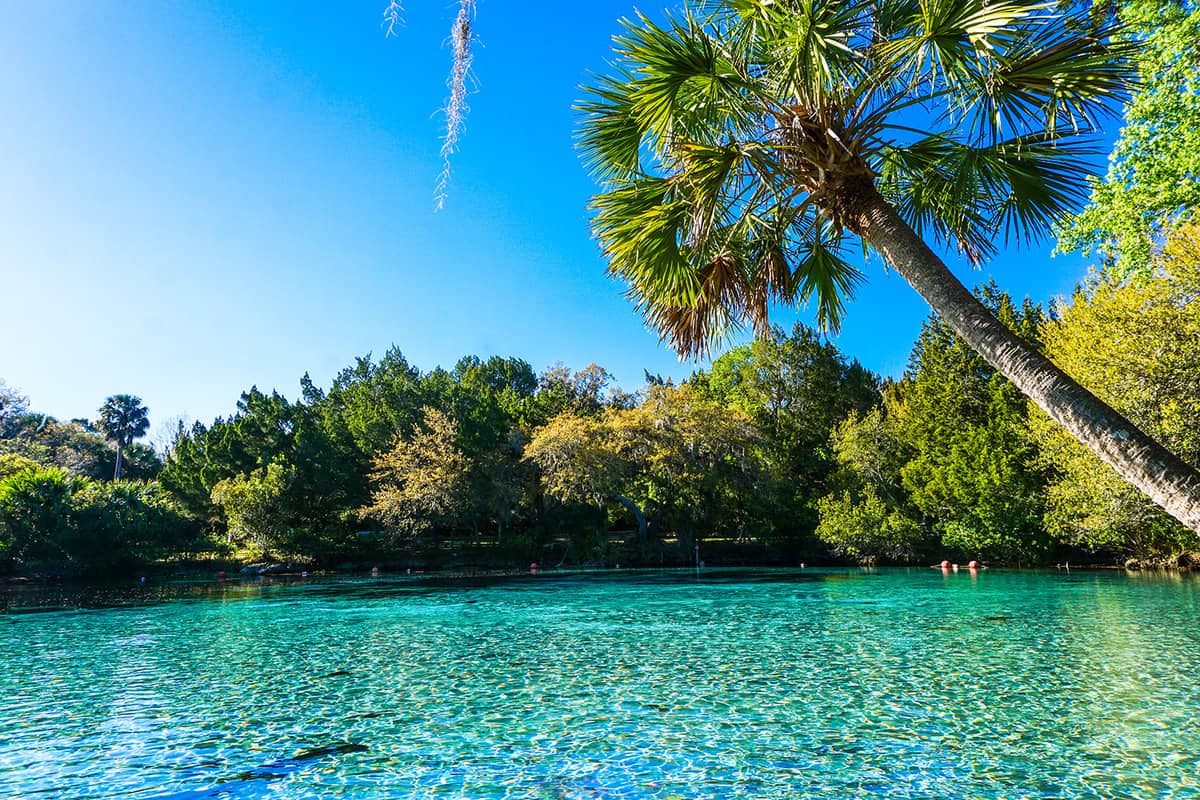 Silver Glen Springs Blue Water in Florida