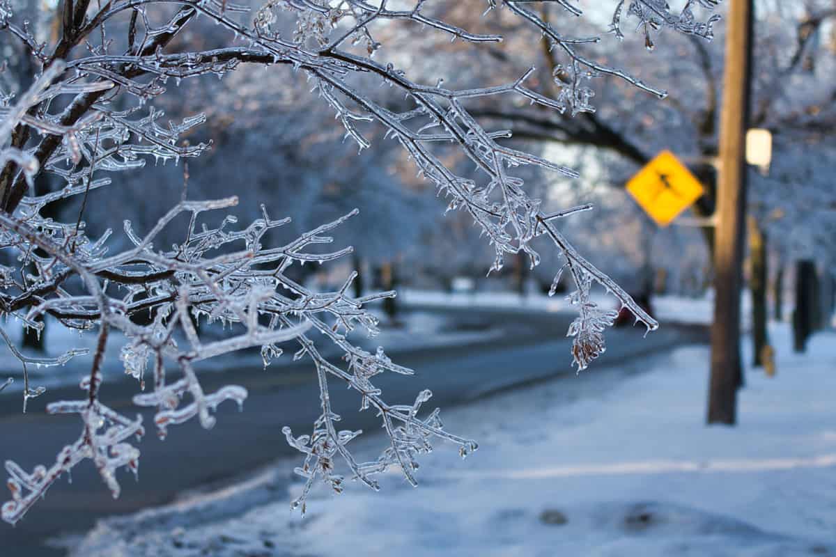 This photo of frozen branches with crossing sign in the background taken after the 2010 ice storm