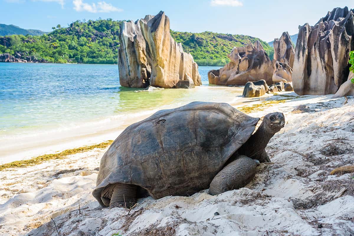 Turtle in Seychelles on the beach near to Praslin