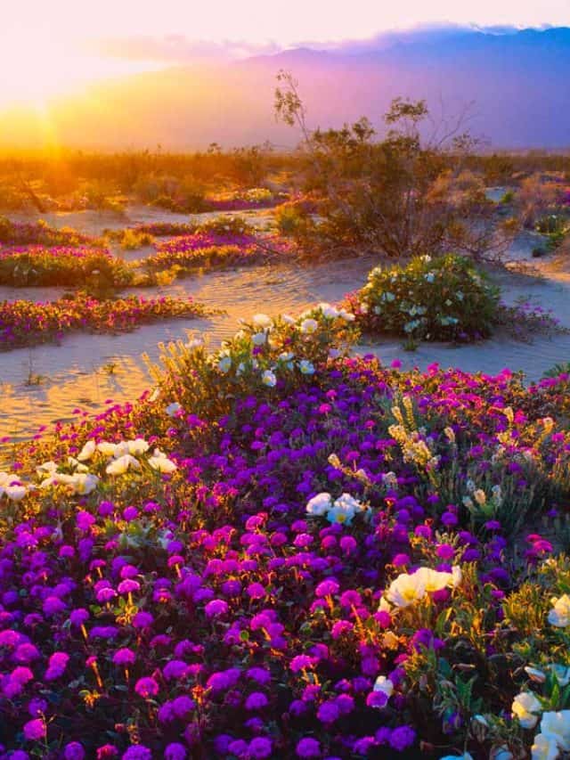 Beautiful-spring-wildflowers-lit-by-sunset-at-Anza-Borrego,-California