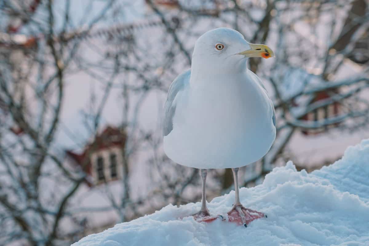 seagull in the snow close up