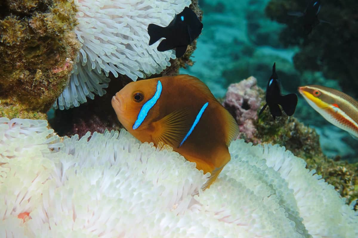 Tropical fish orange-fin anemonefish, Amphiprion chrysopterus, over sea anemone tentacles, Pacific ocean, Rarotonga, Cook islands