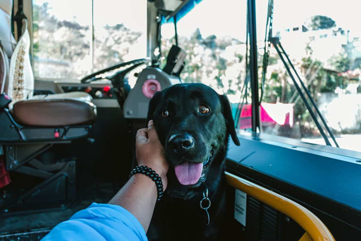 young man petting a cute dog on a bus