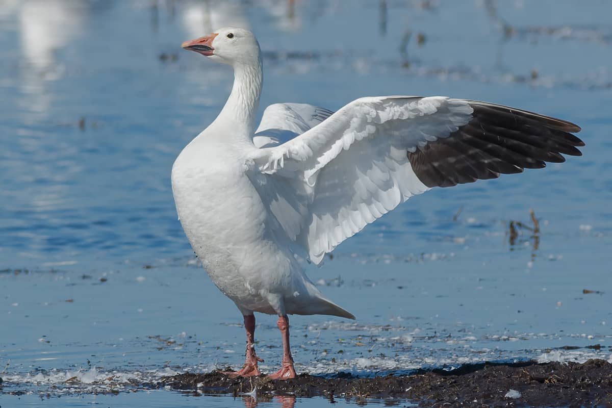 A Snow Goose is standing on a mud flat flapping its wings