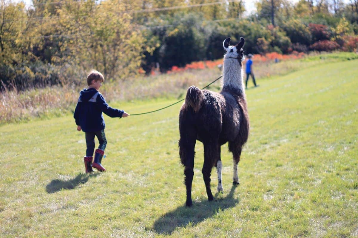 A brown, white and black llama on a leash and harness getting walked across the grass from a young Caucasian boy. The farm is in a midwest town called Minnetonka, in Minnesota.