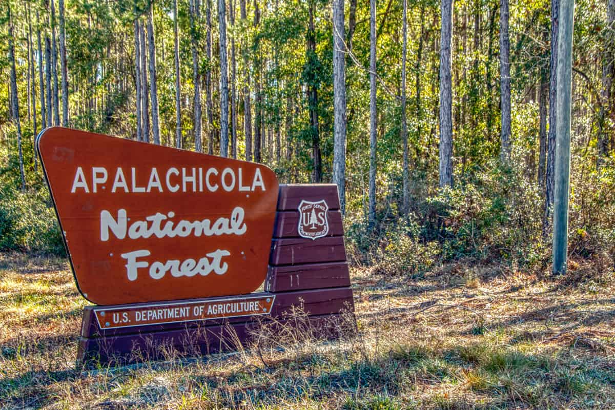 Apalachicola National Forest is located in the Panhandle of Florida
