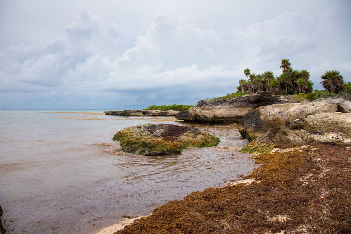 Caribbean ecological problem. Beach full of sargassum seaweeds