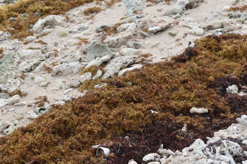 Sargassum seaweed, a brown algae, on the Petit Carenage Beach, Carriacou, an island off the coast of Grenada, Sargassum Season Strikes Cancun Beaches Early