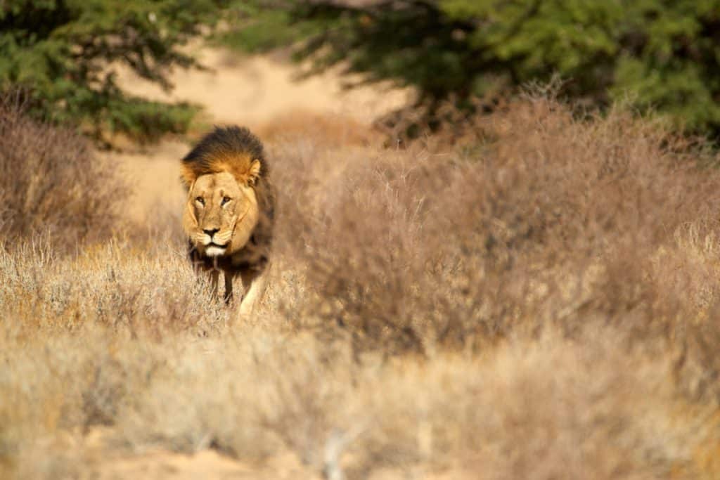 Kalahari lion, Panthera leo vernayi, walking in typical environment of Kalahari desert. Big lion male with black mane in sunny hot day. Direct view, low angle. Kgalagadi transfrontier park, Botswana
