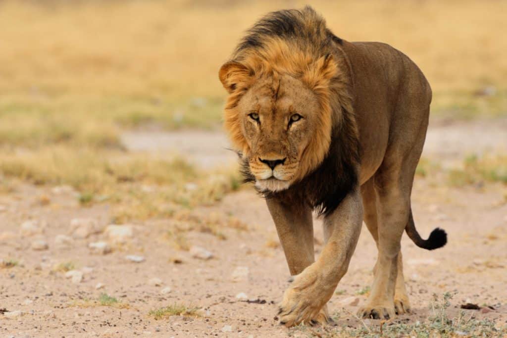 Male lion walking through a wilderness park. What you could see on a lion encounter. 