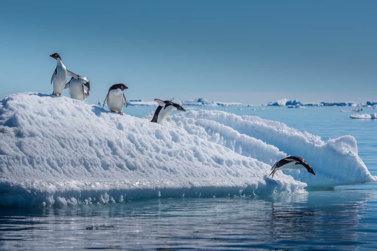 Small penguins jumping and sliding on the side of the ice