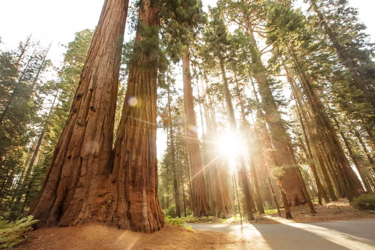 The tall trees of Sequoia National Forest photographed in daylight