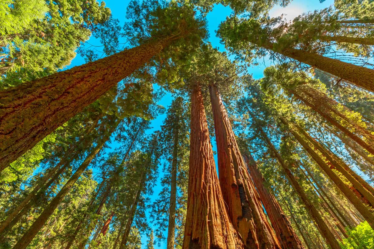The tall trees of Sequoia National Park