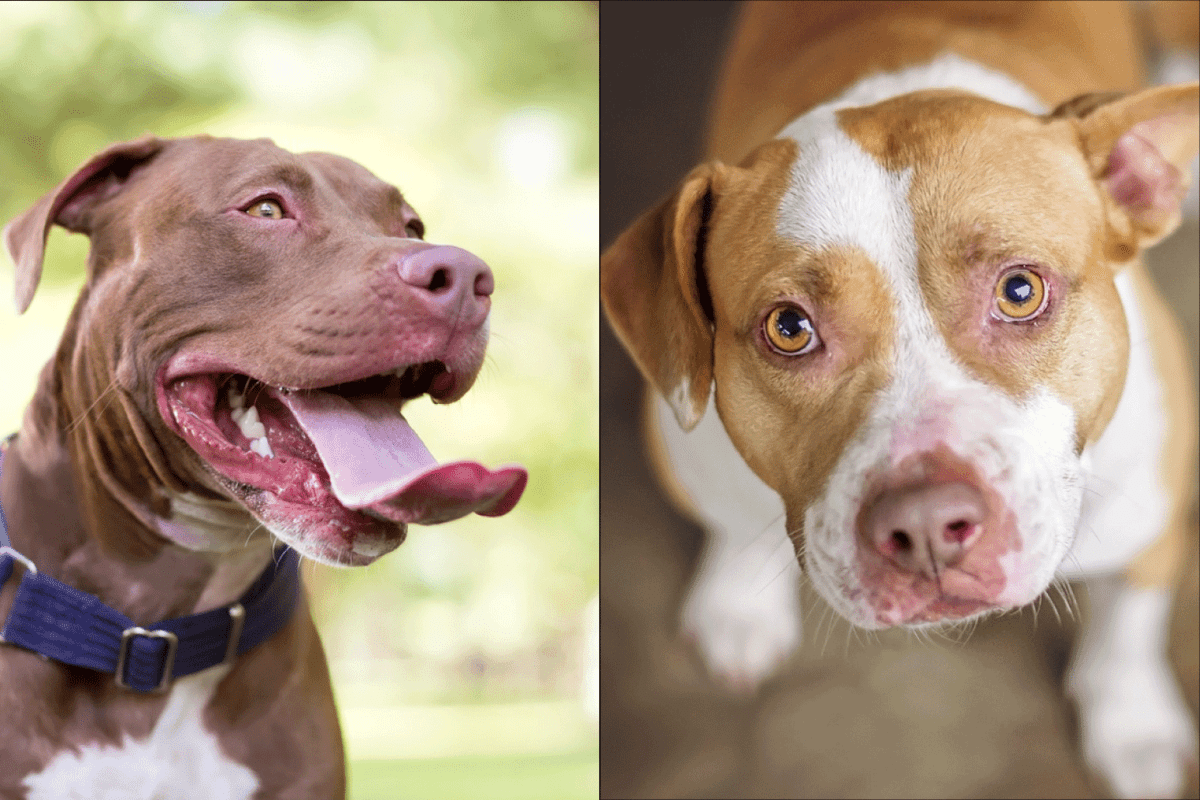 A two image of pitbull, A Pandemic Puppy's Epic Adventure with Her Adopters