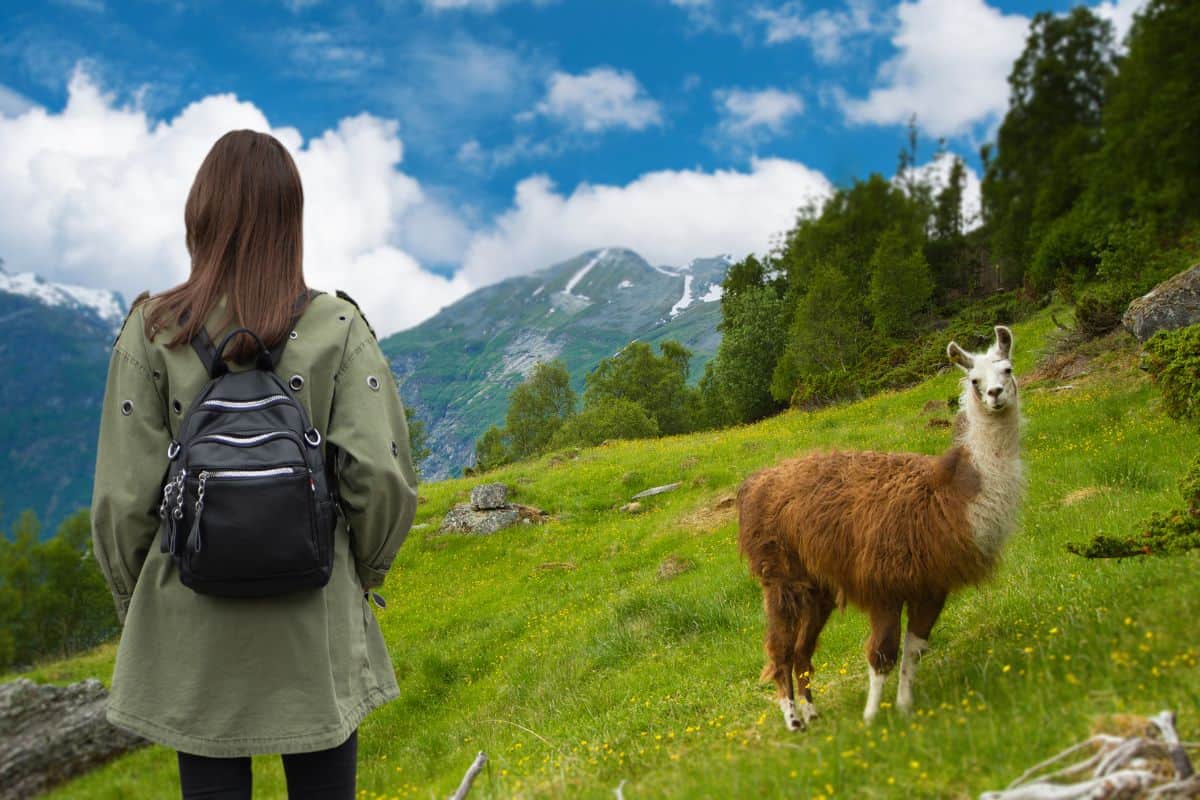 Woman walks in the mountains among the llamas