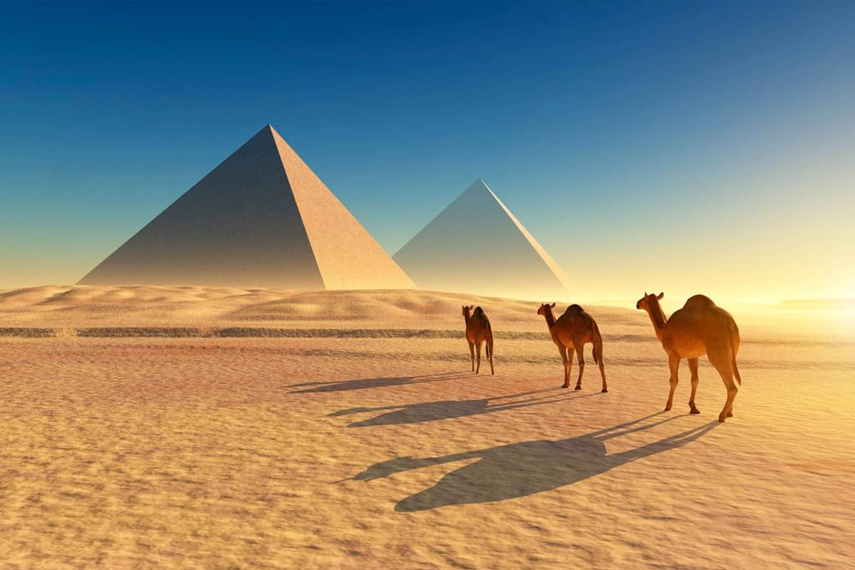 camels near pyramids in egyptian desert