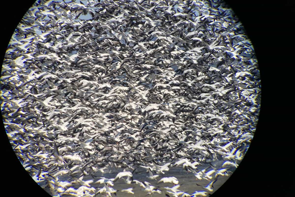 Photo of snow geese sighting on Carlyle Lake, IL taken with digiscope from Carlyle Lake Birding Group