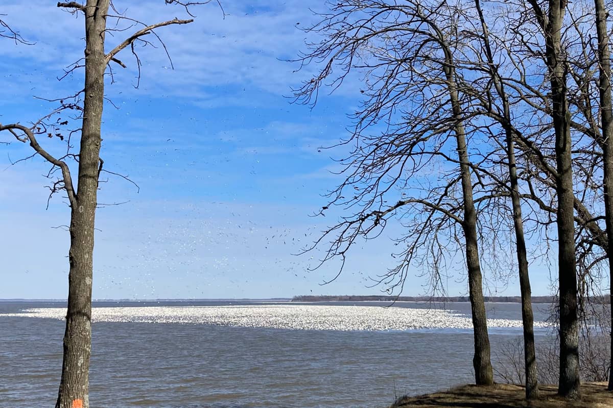 Broad photo of Snow Geese sighting on Carlyle Lake, IL