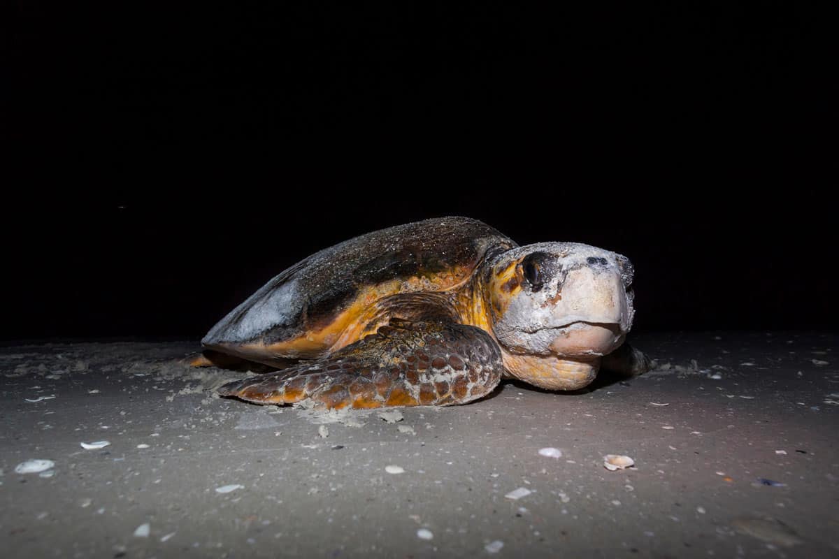 A big female Loggerhead Turtle crawling at night getting ready to lay eggs