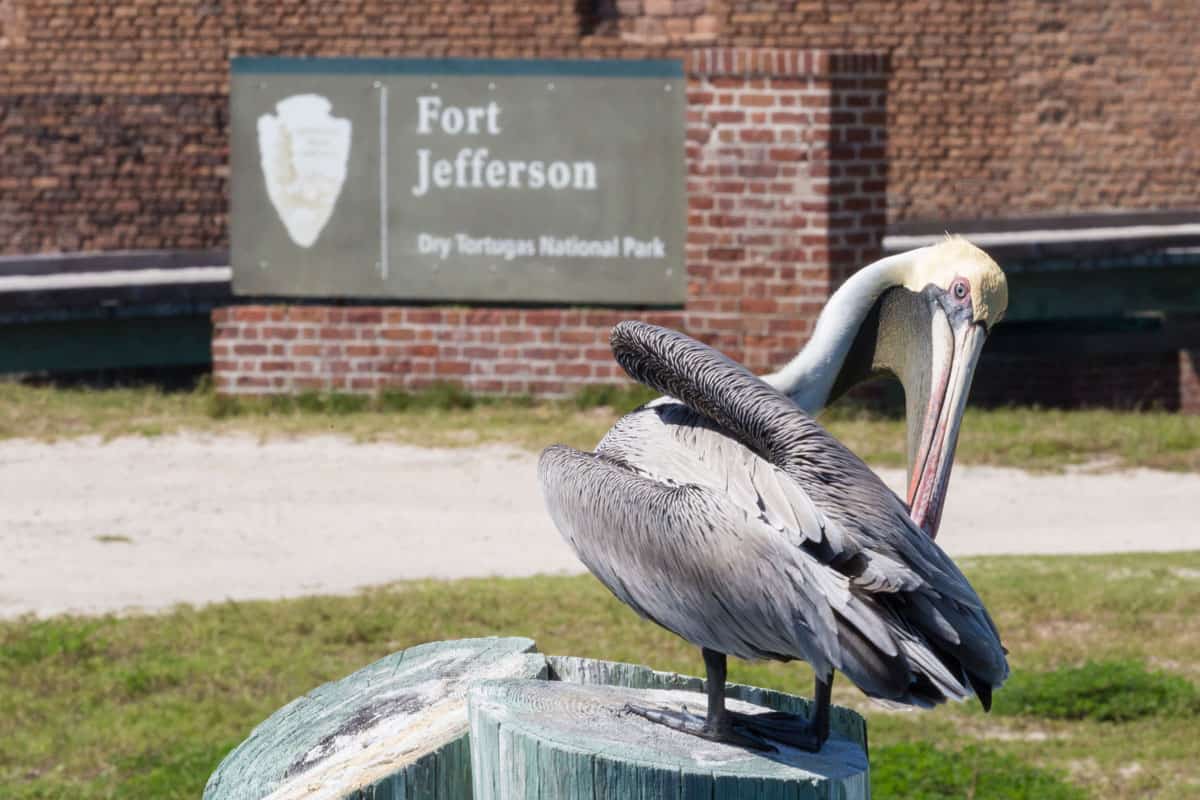 A bokeh photograph of Fort Jefferson with a Pelican as the subject