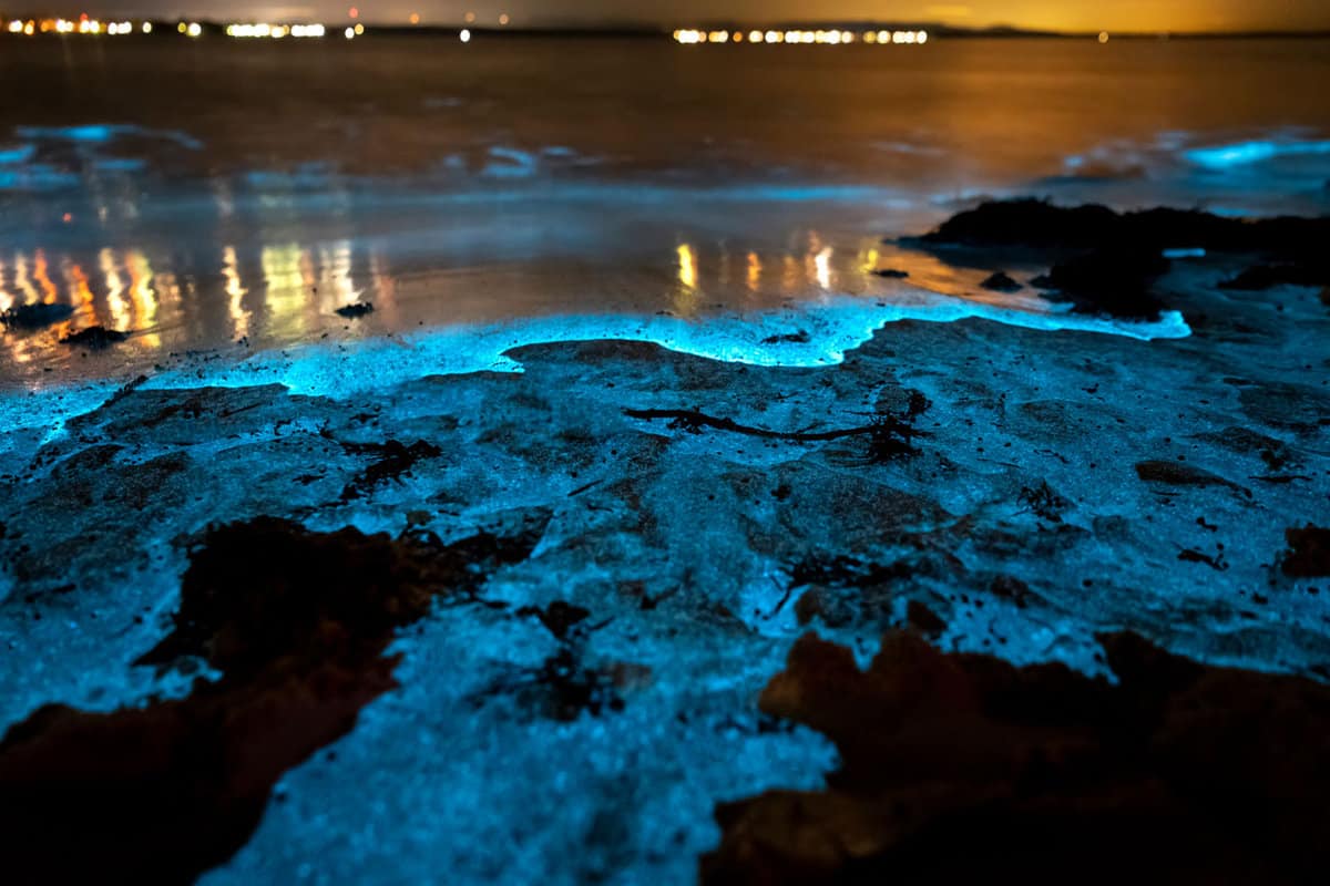 Bioluminescence during the night, close up