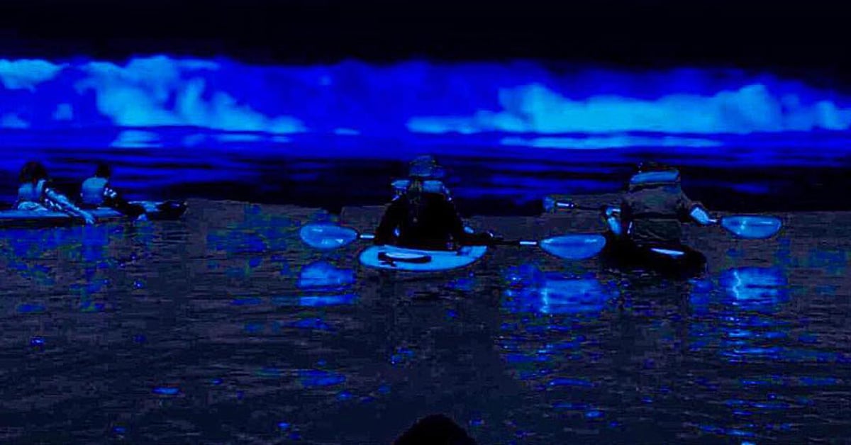 Bioluminescent tour on the Indian River Lagoon by BK Adventure, glowing summer, bioluminescence