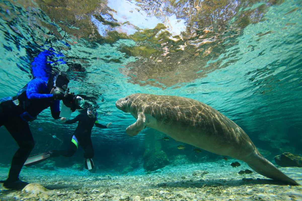 Divers swimming with a manatee in a crysal-clear river