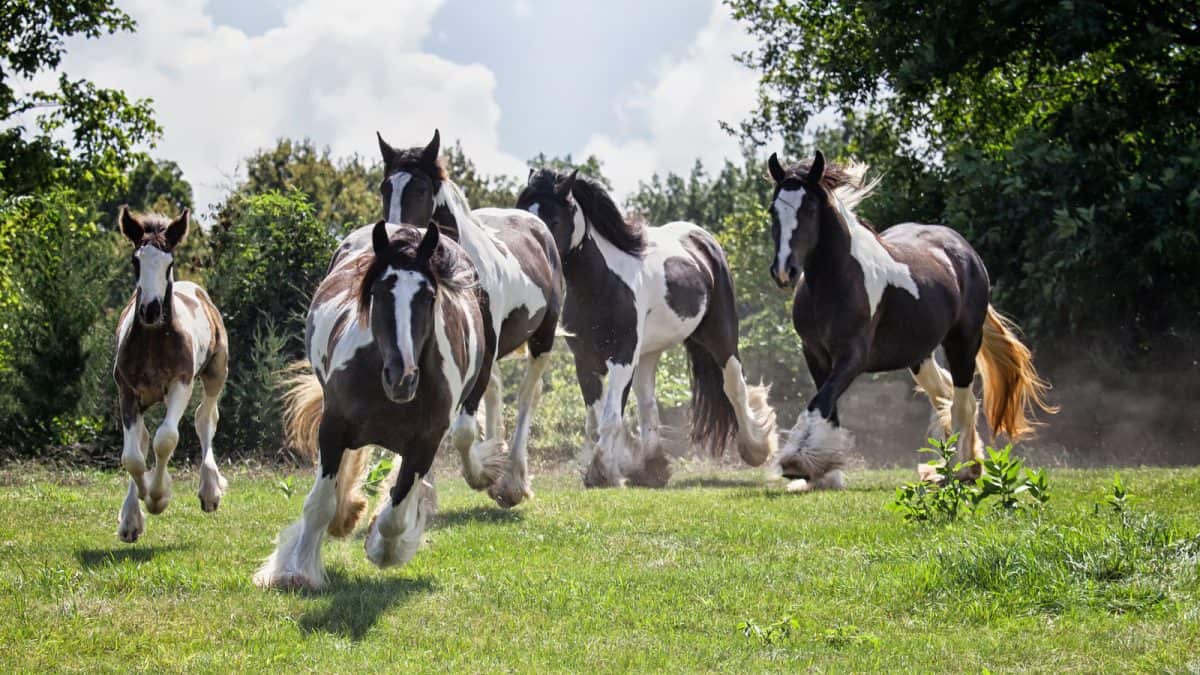 Herd of Gypsy Vanner  horses running down a hillside in Gypsy Gold Horse Farm