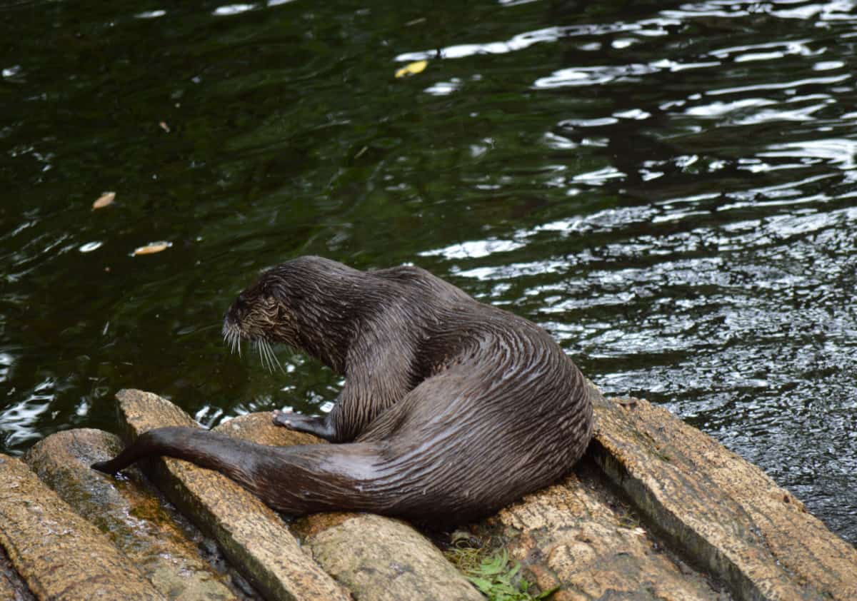 Otter on a log near water at Homosassa Springs Wildlife Park