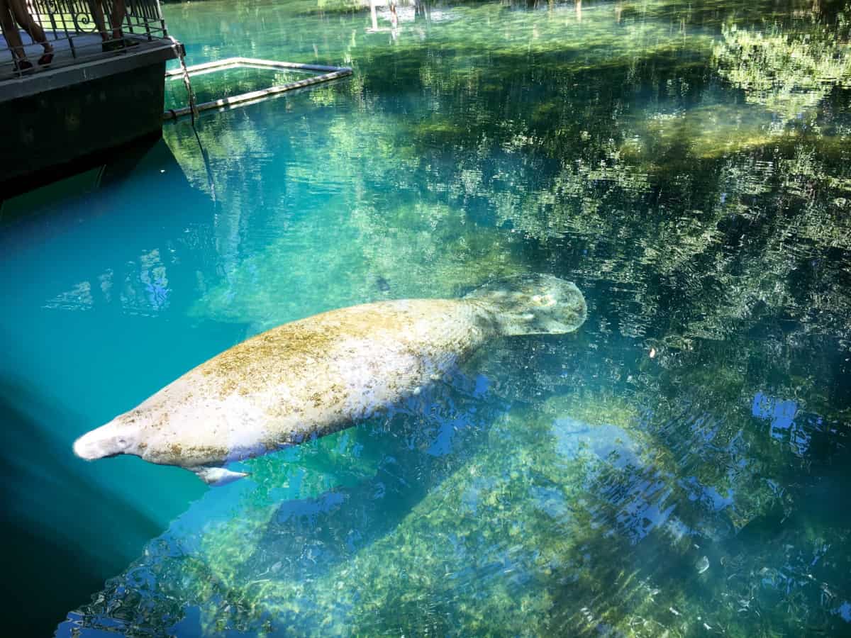 Manatee swimming in clear waters