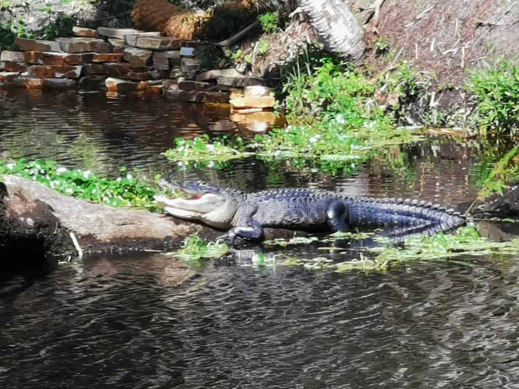 Alligator in Blue Spring SP