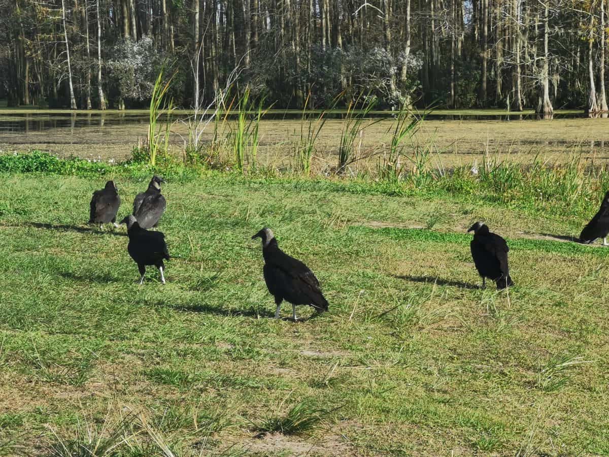 Vultures in Orlando Wetlands Park
