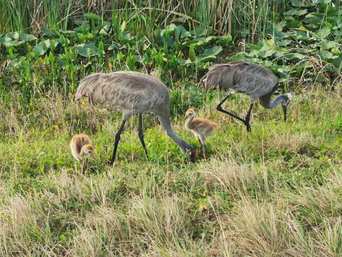 Sandhill cranes in Orlando wetlands


