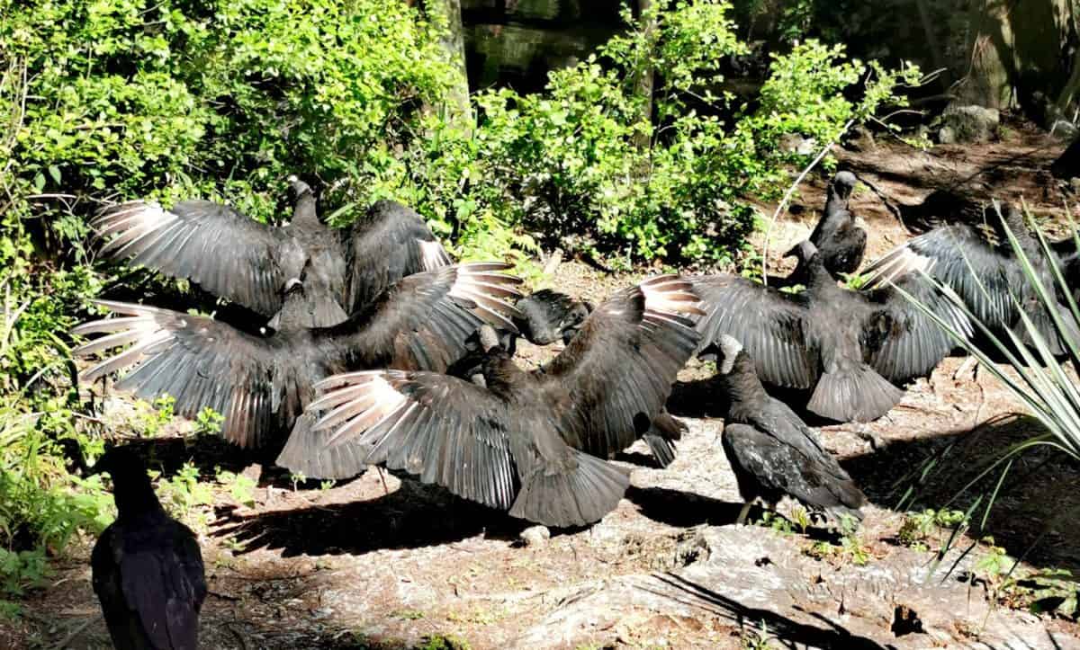 Vultures in Homosassa State Park