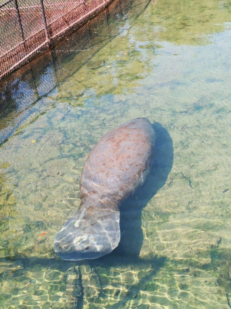Manatee in the sanctuary