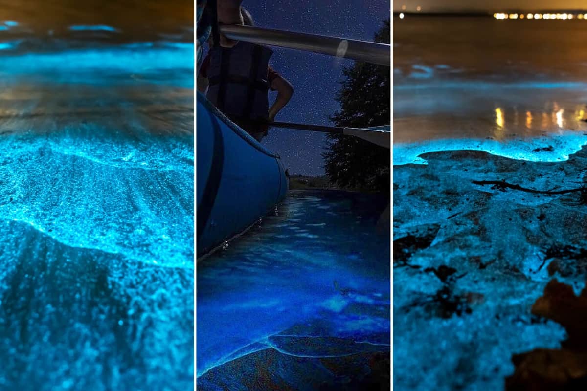 Glow with the Flow: Experience the Bioluminescence in Indian River Lagoon