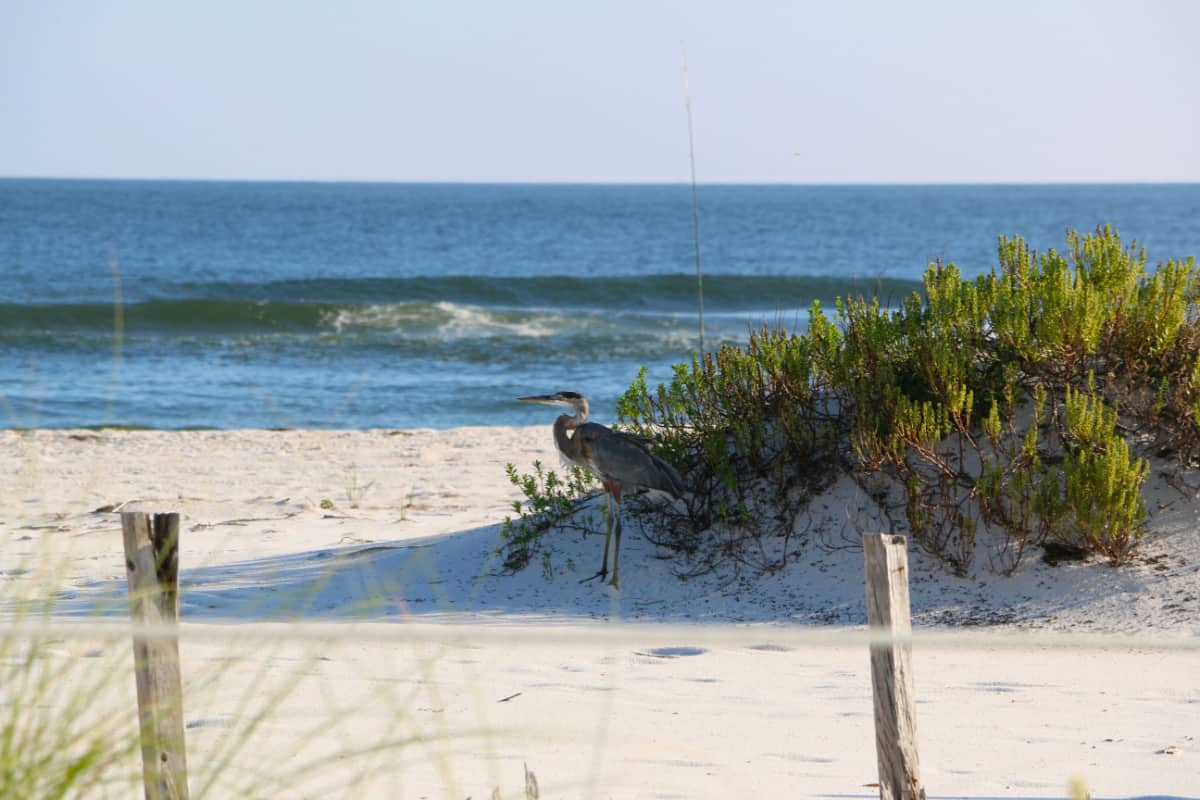 Blue Heron Bird near sand dune at Johnson beach Florida