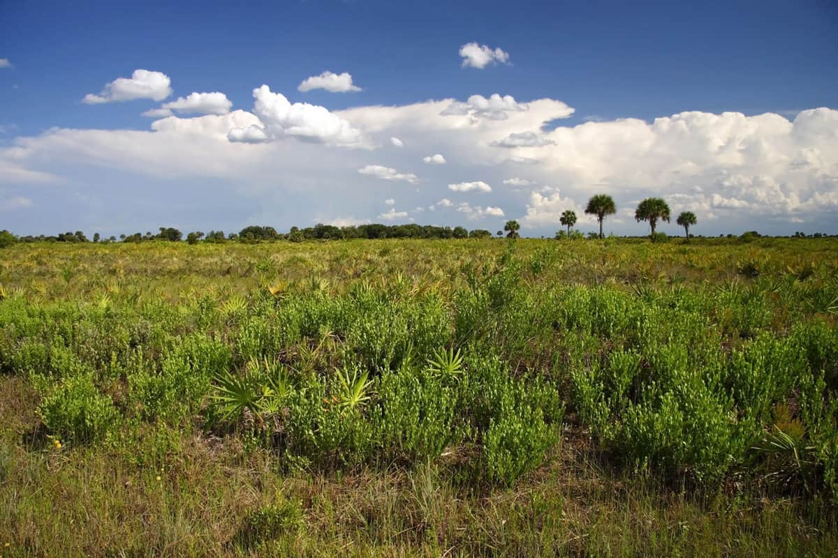 Breathtaking view of the fields in Kissimmee Prairie State Park