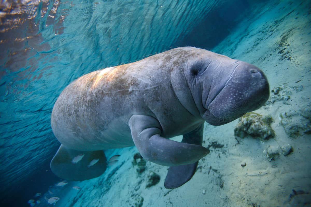 Manatee under a river in Florida