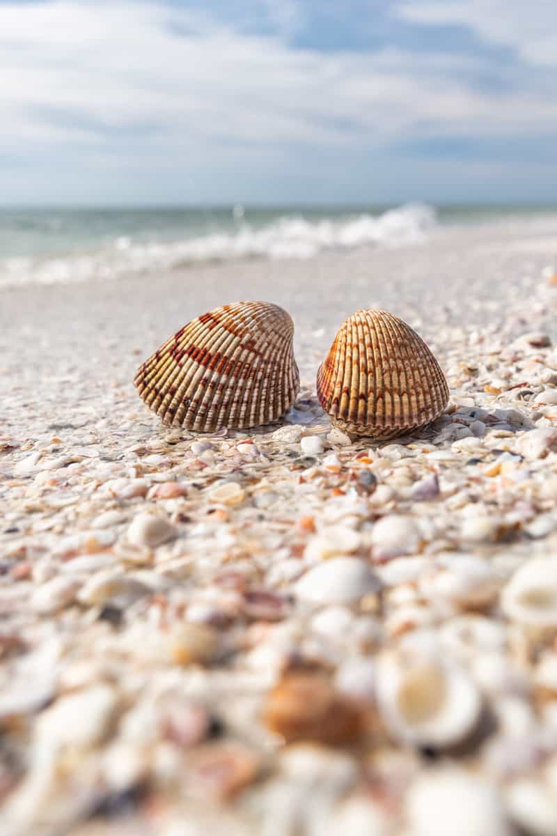Seashells shelling activity on shell beach in Sanibel, Fort Myers