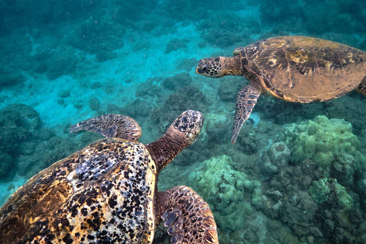 2 sea turtles on the ocean floor among coral