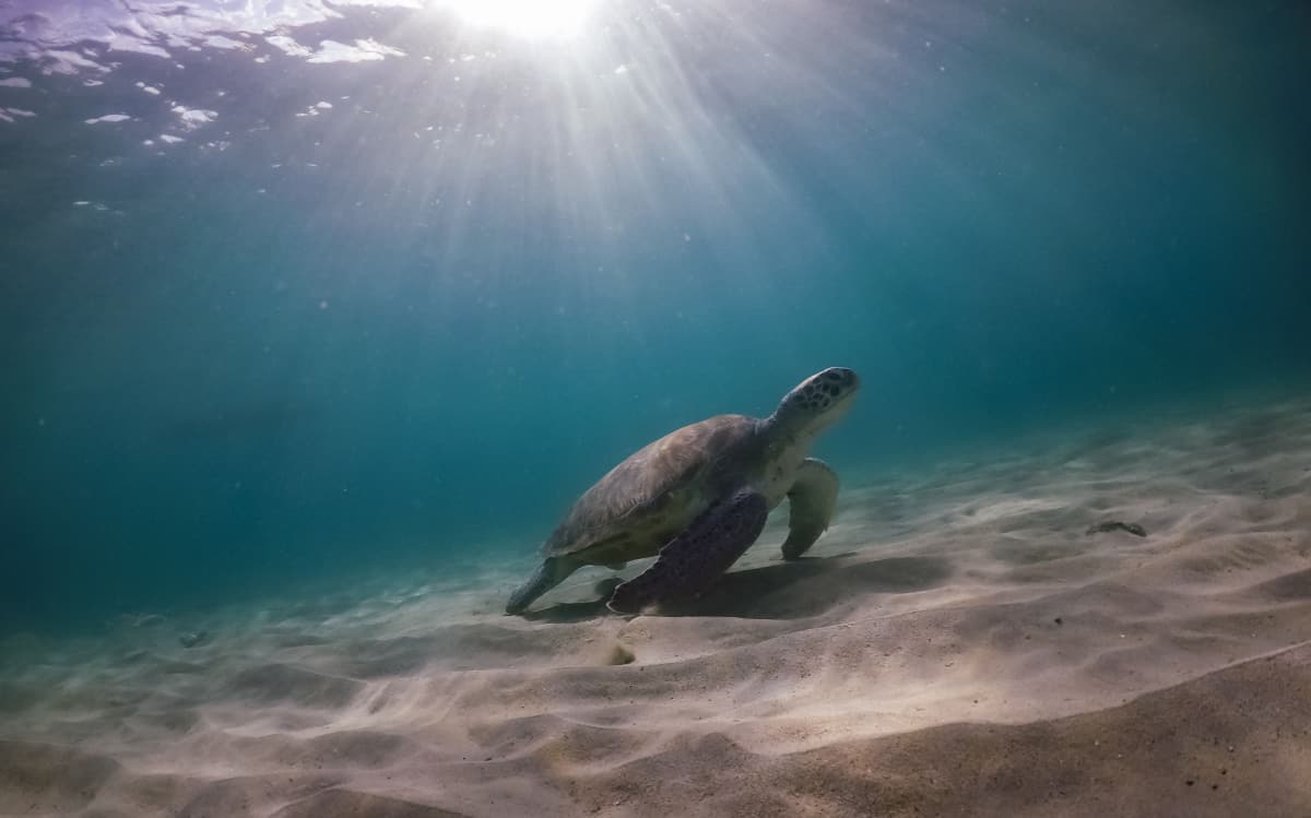 A turtle in the seabed