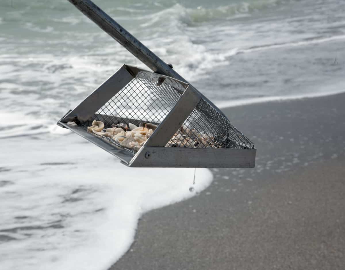 fossil hunting using a Florida shovel at Venice beach Florida 