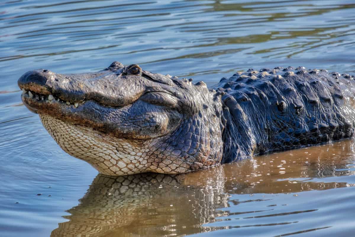 alligator in the swamp 