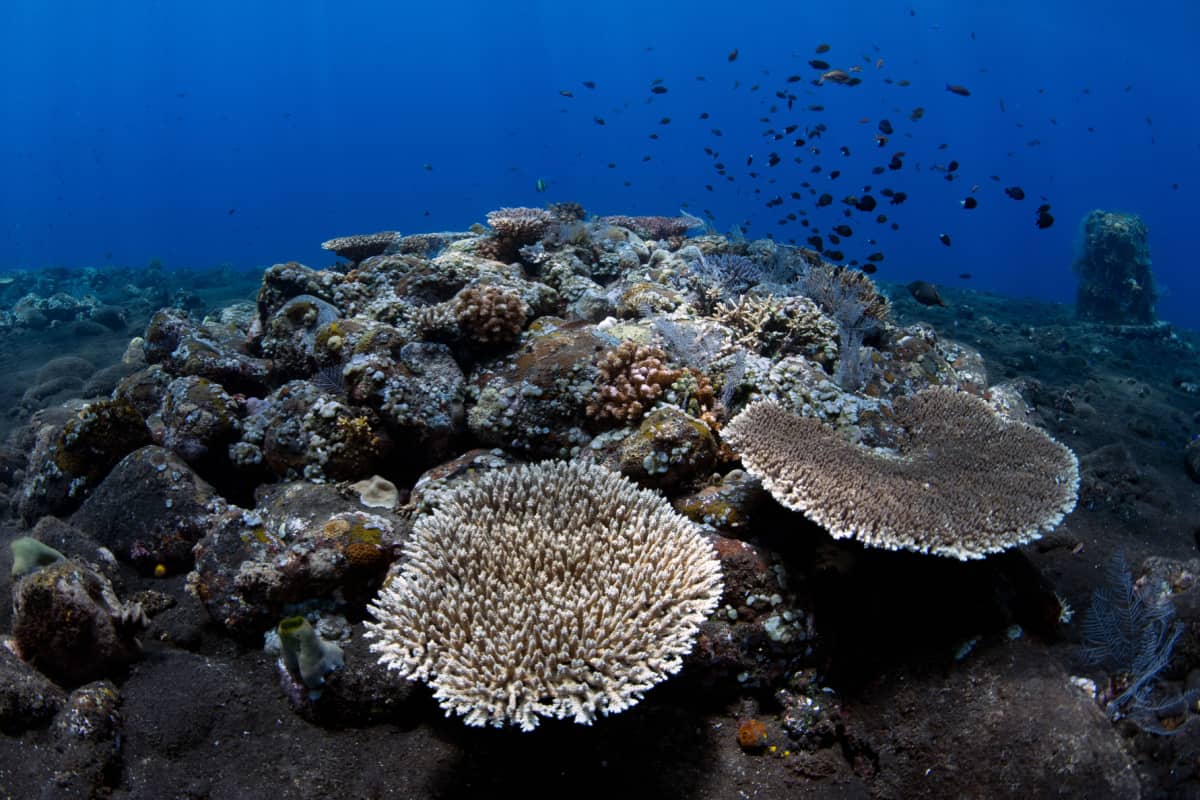 Amazing coral reefs