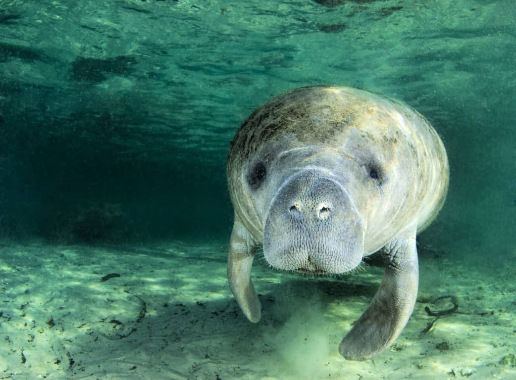 Manatee in the Crystal River